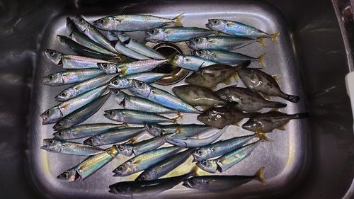 マサバの釣果