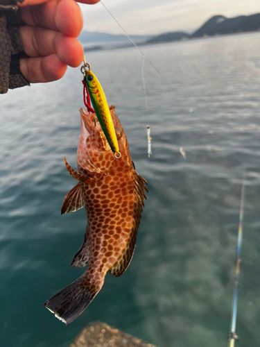 オオモンハタの釣果