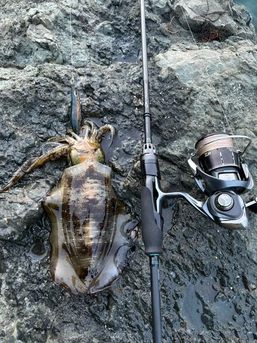 アオリイカの釣果