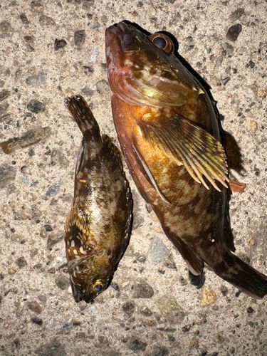 カサゴの釣果
