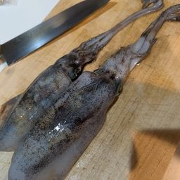 アオリイカ