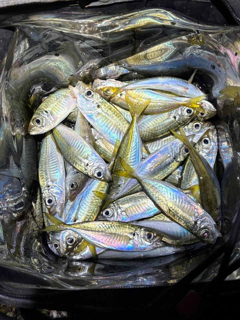 釣*人様 ジャクソン　オーシャンゲート　JOG-610L-K ST AJ 607_1_800.jpg?20190927111011