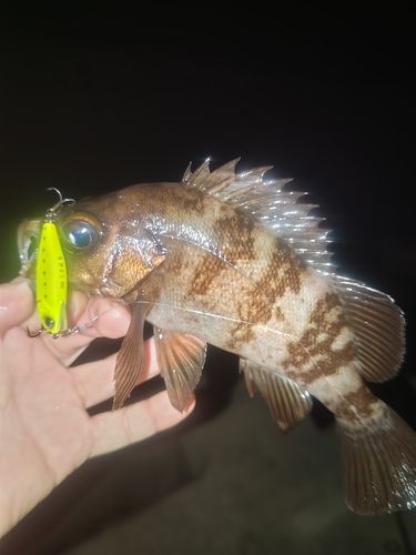 メバルの釣果