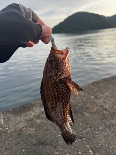 オオモンハタの釣果