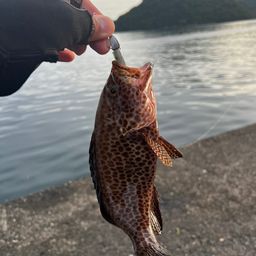 オオモンハタ