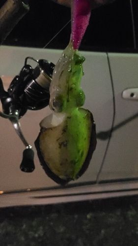 モンゴウイカの釣果