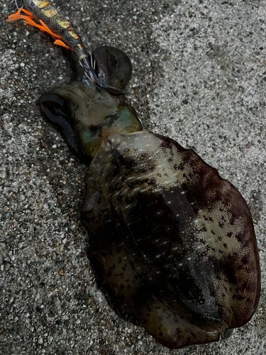 アオリイカの釣果
