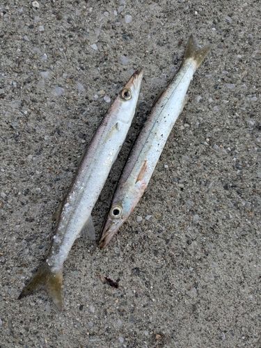 カマスの釣果