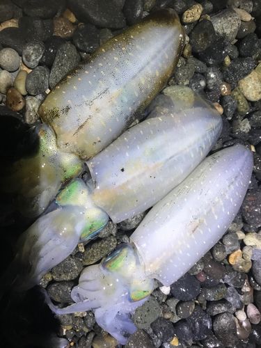 釣果