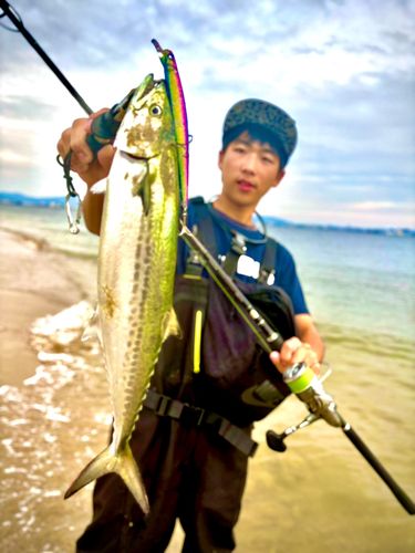 サゴシの釣果