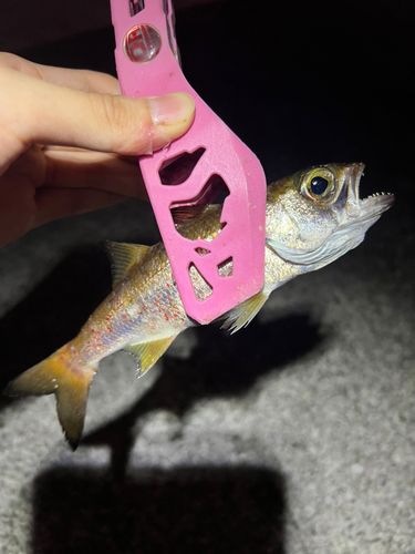 ムツの釣果