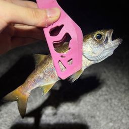 ムツ