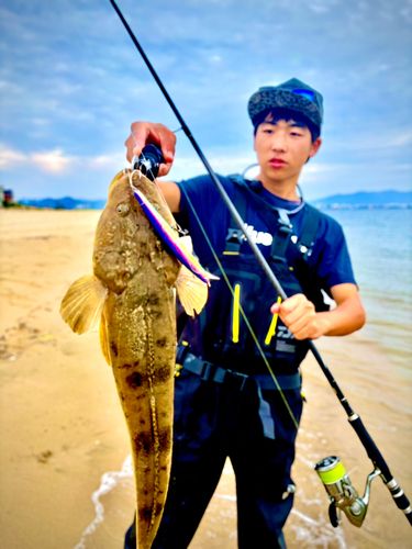 サゴシの釣果