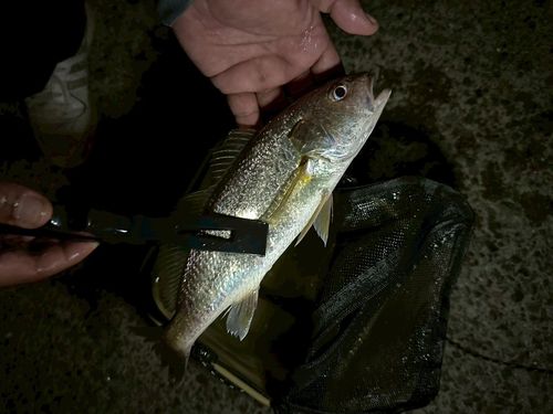 イシモチの釣果