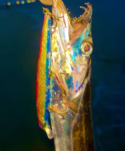 タチウオの釣果