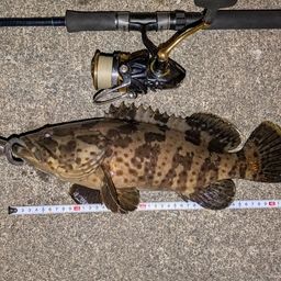 チャイロマルハタ