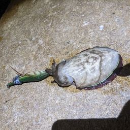 コウイカ
