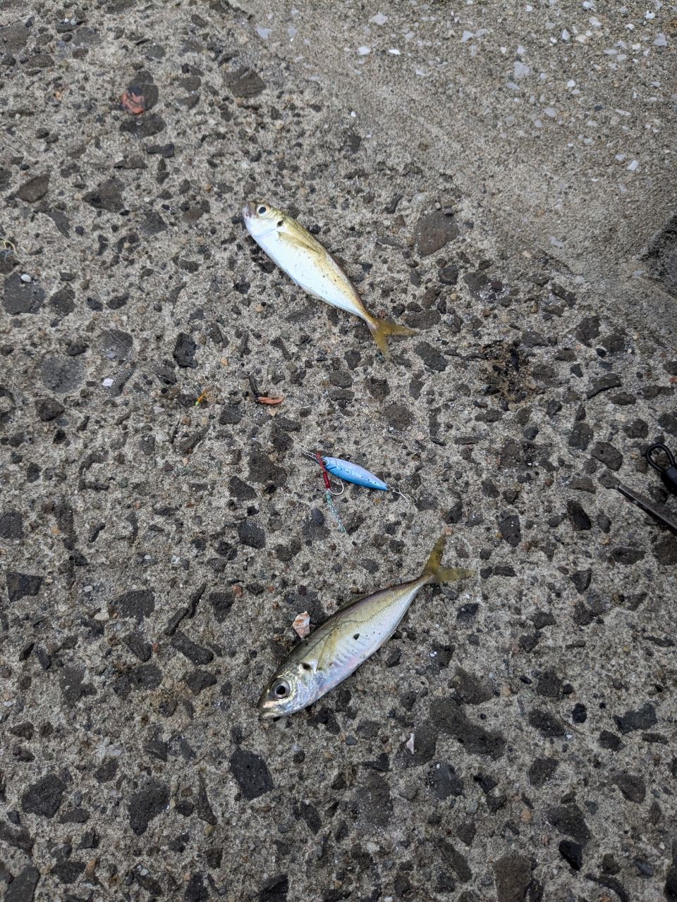 アジ