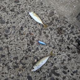 アジ