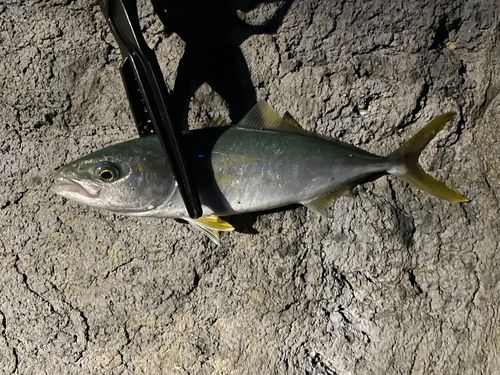 コゾクラの釣果