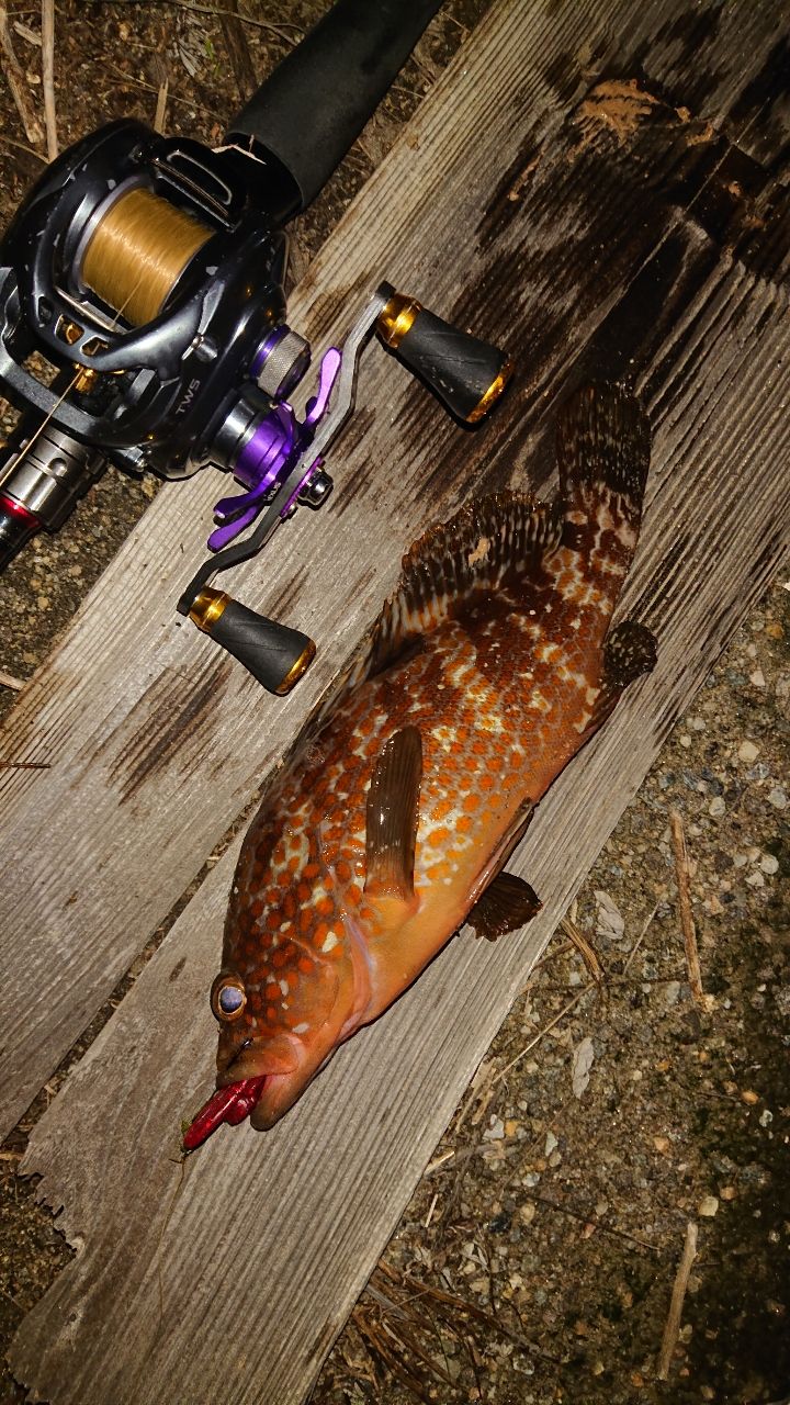 DAIWA HRF® (ハードロックフィッシュ) KJ 2016年モデルの最安値