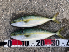 ワカシの釣果