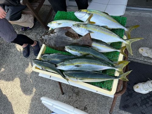 イナダの釣果