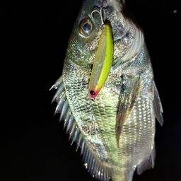クロダイ