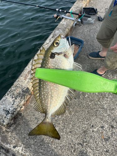アイゴの釣果