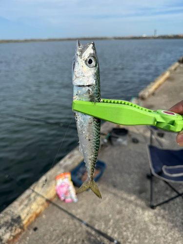 サバの釣果