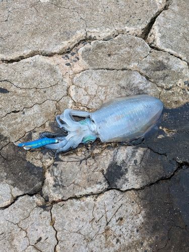 釣果