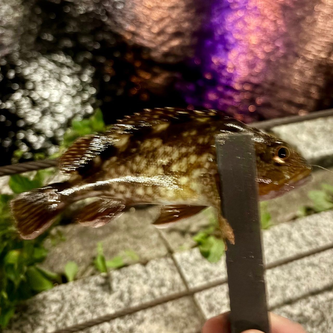 イカ
