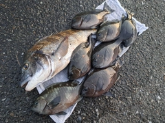 クロダイの釣果