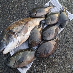 クロダイ