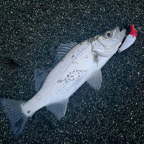 セイゴ（ヒラスズキ）の釣果