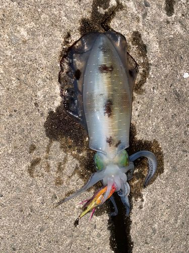 アオリイカの釣果