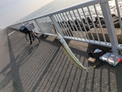 サヨリの釣果