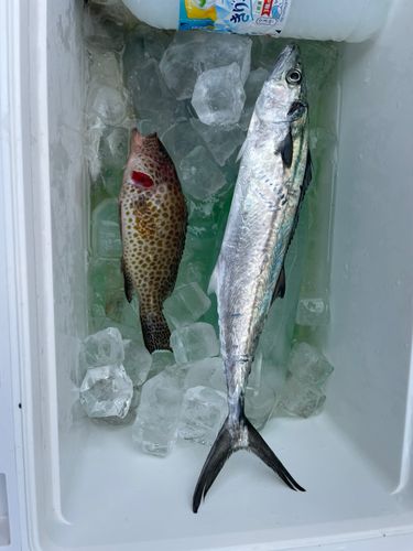 尾鷲湾