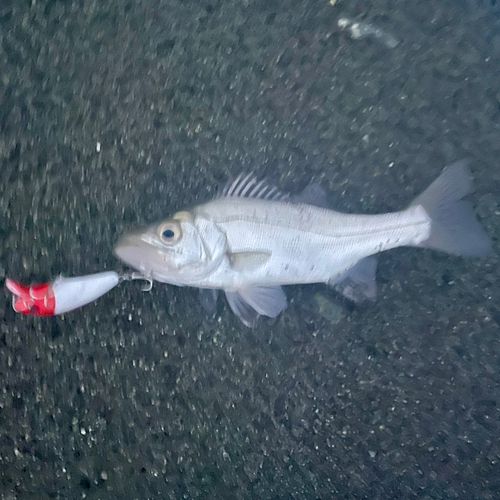 セイゴ（ヒラスズキ）の釣果