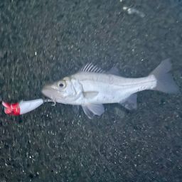 セイゴ（ヒラスズキ）