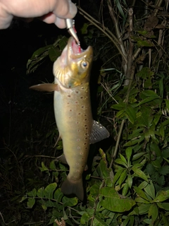 ブラウントラウトの釣果