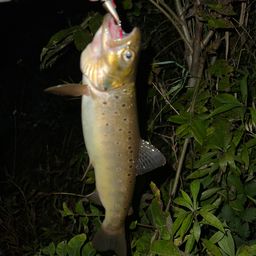 ブラウントラウト