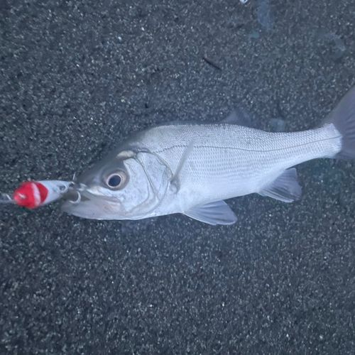 セイゴ（ヒラスズキ）の釣果