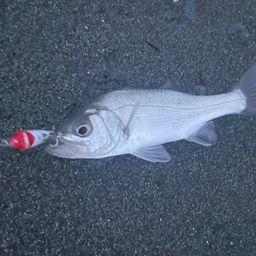 セイゴ（ヒラスズキ）