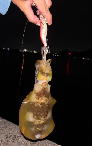 木負堤防