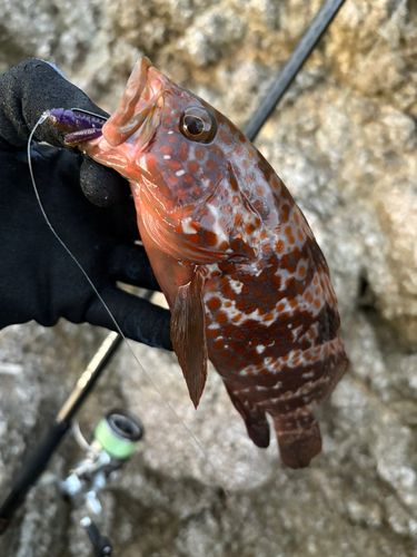 キジハタの釣果