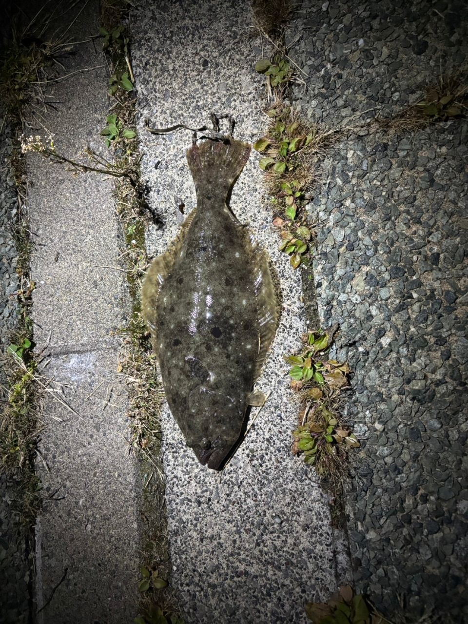 ヒラメ
