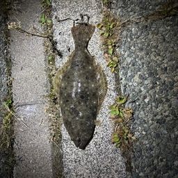 ヒラメ
