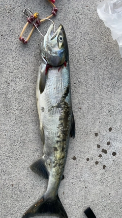 アキアジの釣果