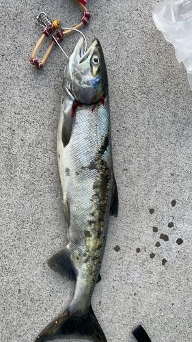 アキアジの釣果